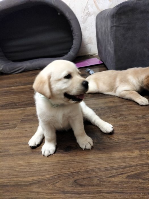 Цуценятка лабрадорів