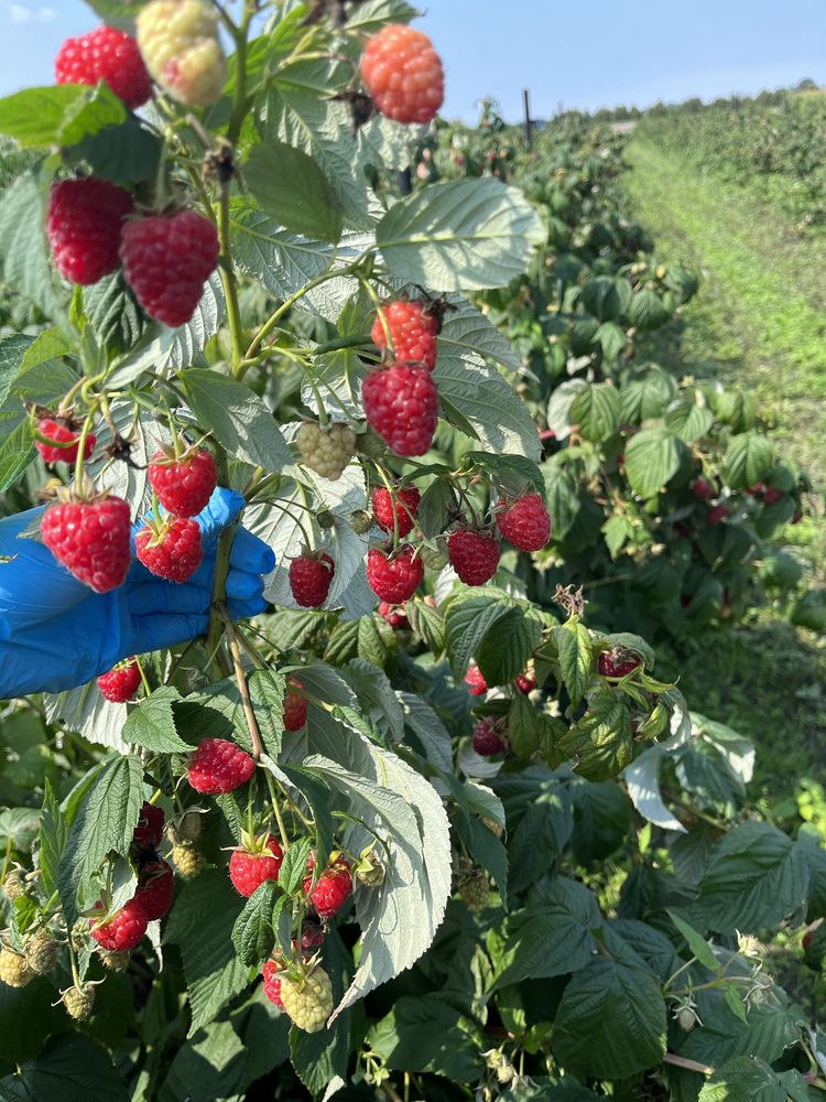 Maliny prosto z plantacji