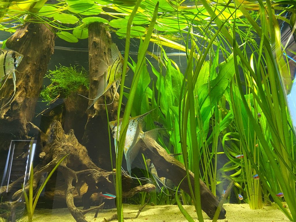 Hydrokleja, roślina do akwarium