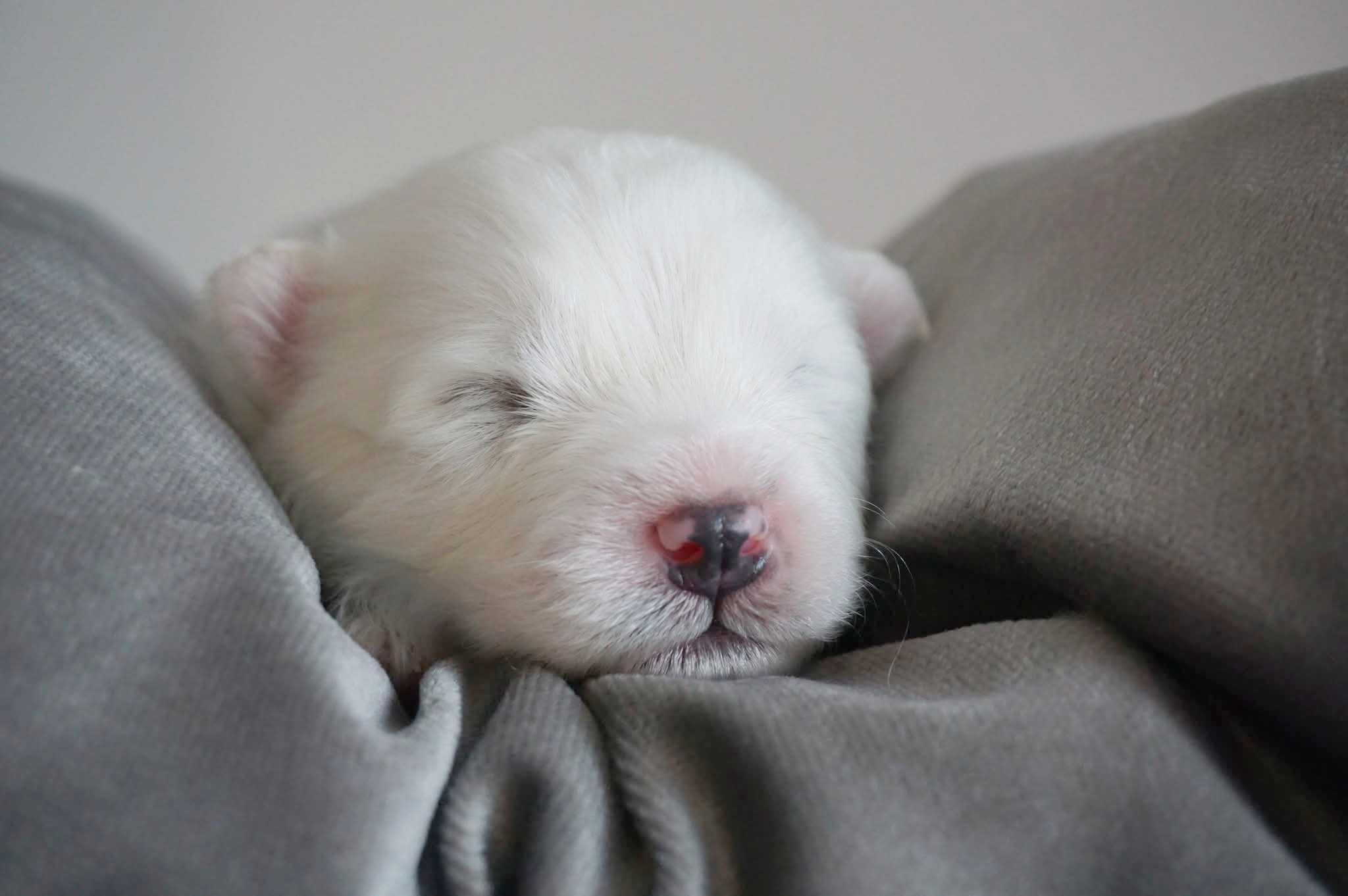 Samoyed ZKwP FCI