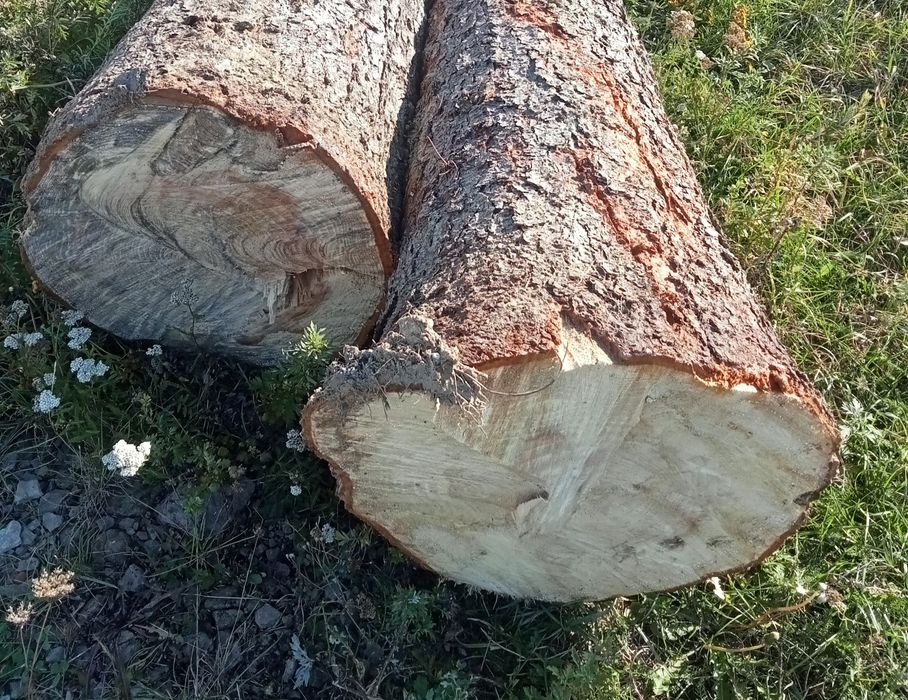 Drewno świerk kloc kłoda więźba dłużyca drewno konstrukcyjne pień