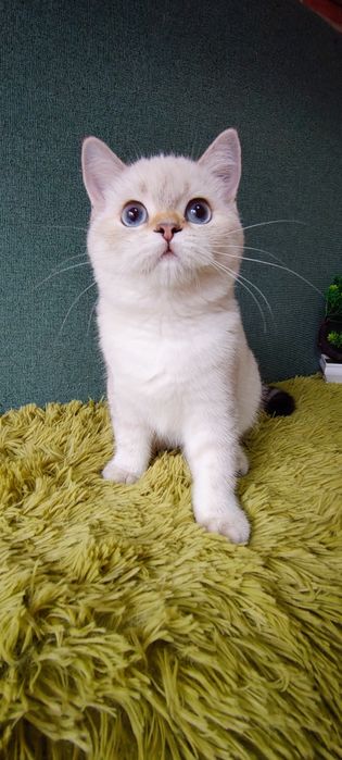 Szkocka koteczka szynszyla point wcf