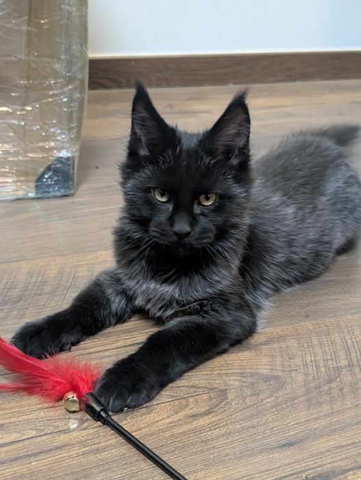 Cosmos kocurek czarny Maine Coon. Zapraszamy