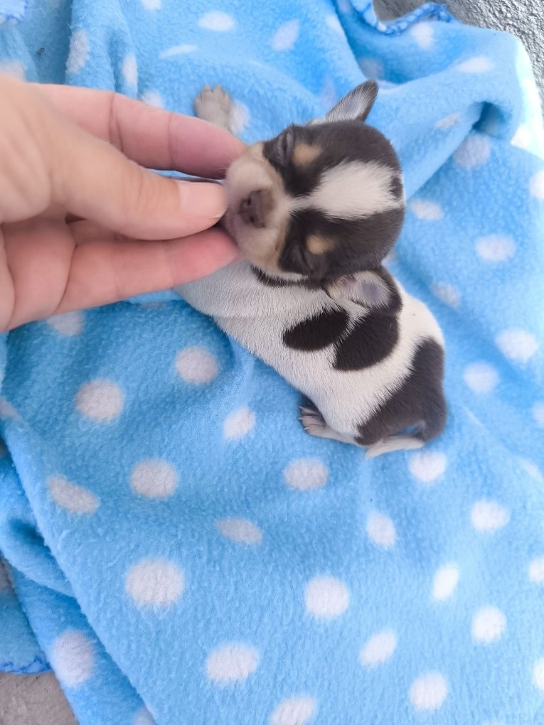 Chihuahua  Super Mini. Menino perfeito de focinho curto. Pronto para e