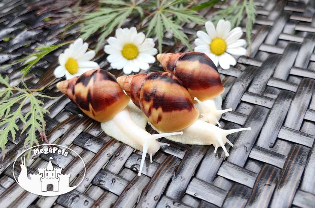 Ślimaki afrykańskie Lissachatina fulica albino Achatina Archachatina