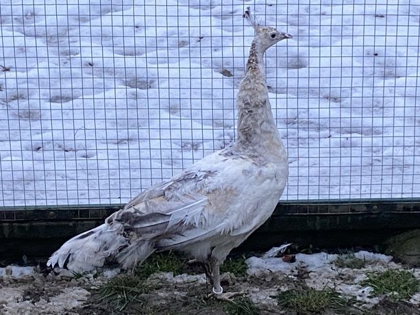 Paw samica pawica 3 lata czarnoskrzydła krasa białooka pawie