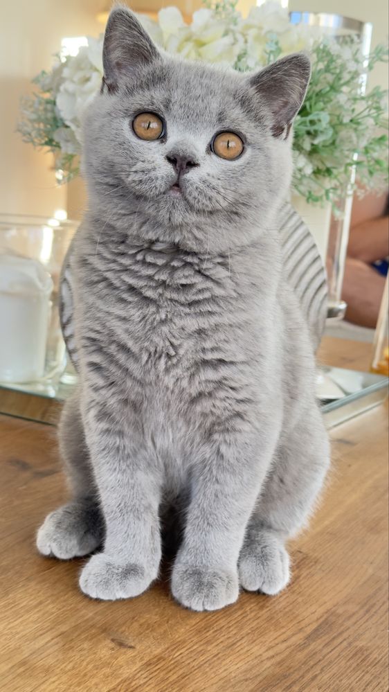 Kocieta brytyjskie