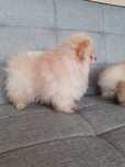 Szpic szczeniaczek Pomeranian