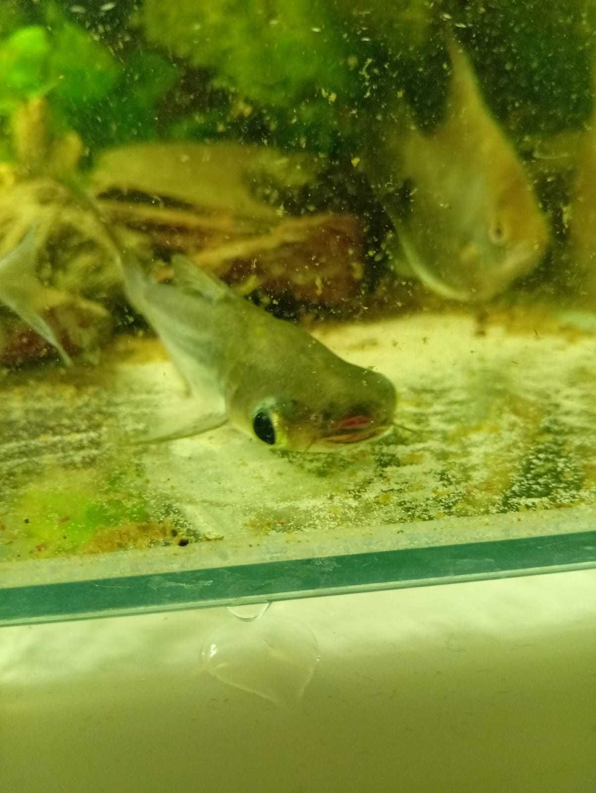 Doação – Escalar e Pangasius (“tubarão” de água doce)