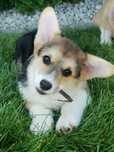 Welsh Corgi Pembroke