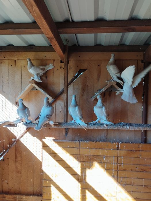 Blawindry ,blauwindry, gołębie ozdobne