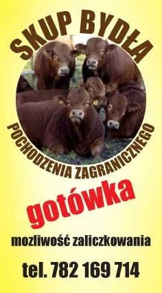 Cielaki mięsne i NCB Polskie Miejska Górka(odbiór dużego bydła też)