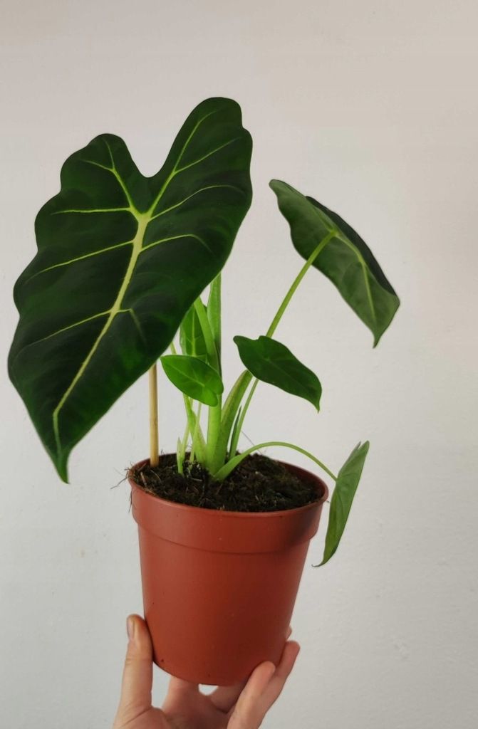 Alokazja Alocasia Frydek Piękna 35 cm