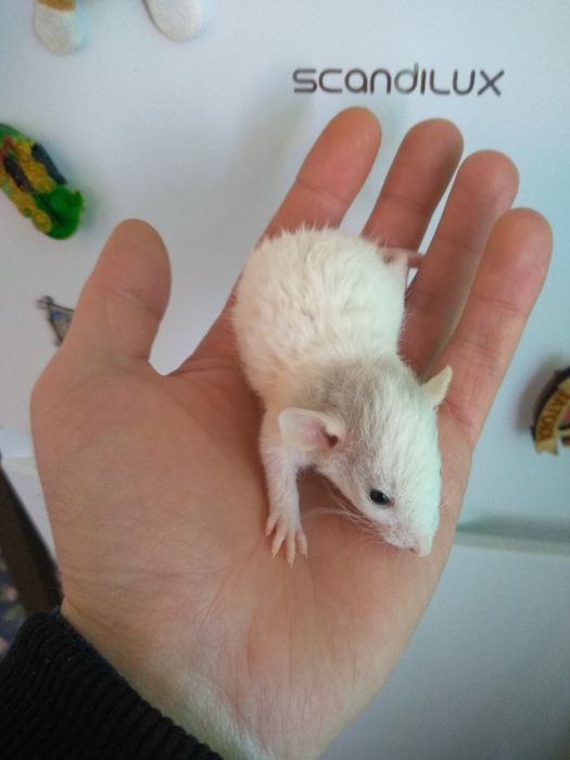 Криси дамбо Рекс хлопчики