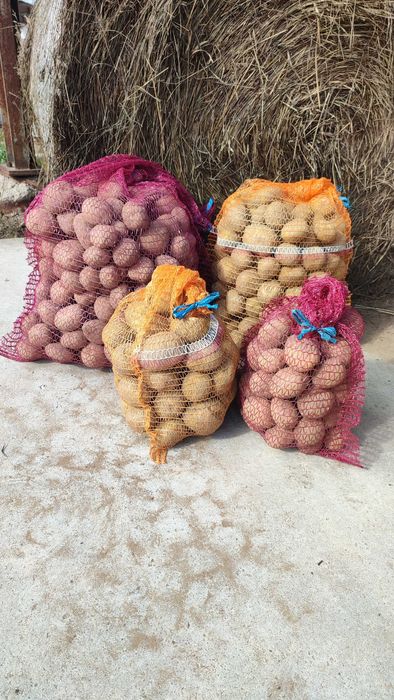 ziemniaki ekologiczne z certyfikatem Denar Vineta