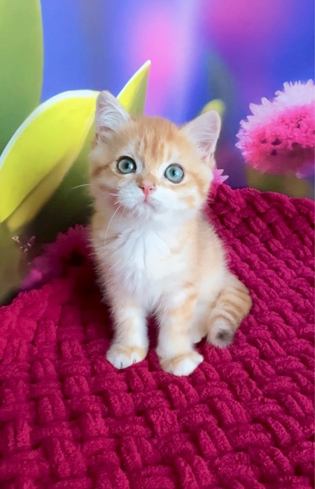 Хлопчик британський золотий котик