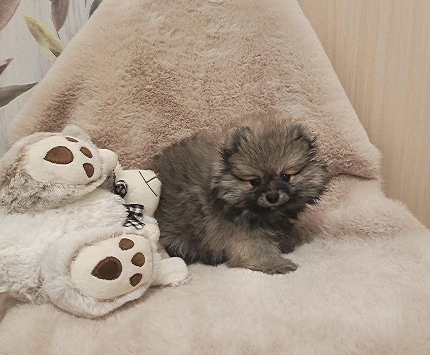 Люлі люлі веселі шпіцулі