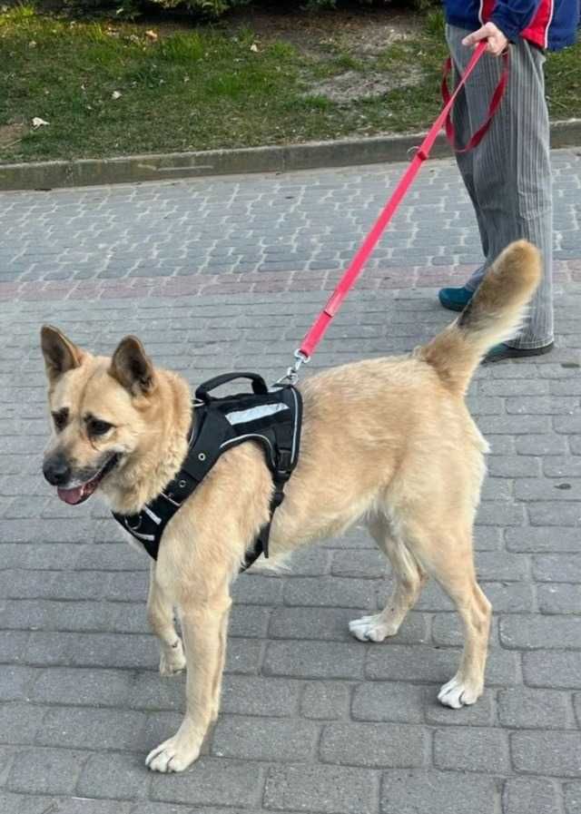 BUNIA typ:  AKITA, 4 lata, 25kg
