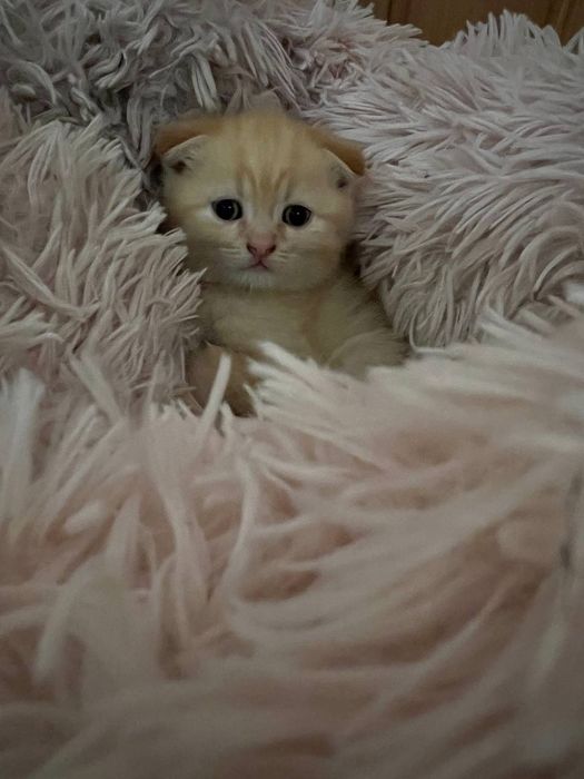 Кошенятко 1 місяць