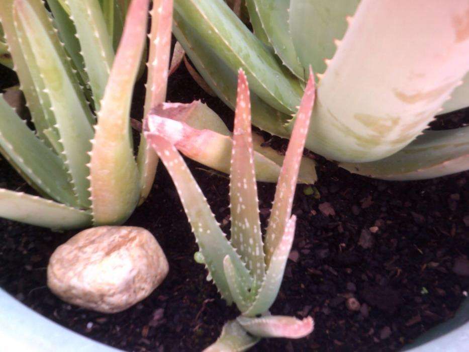 Aloe Vera Babosa Rebentos