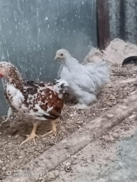 Garnizo macho novo