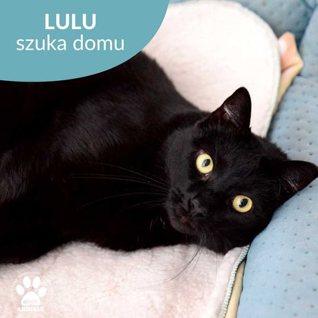 Cudowna kotka do adopcji! Poznajcie Lulu!