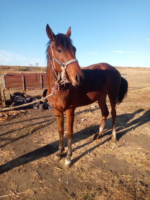 Продам лошадку чистокровная Орловская