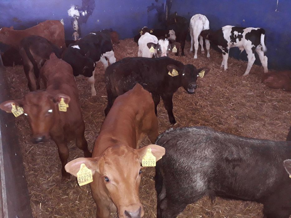 Cielęta, cielaki, byczki oraz jałówki mięsne, MM,MS,HF transport