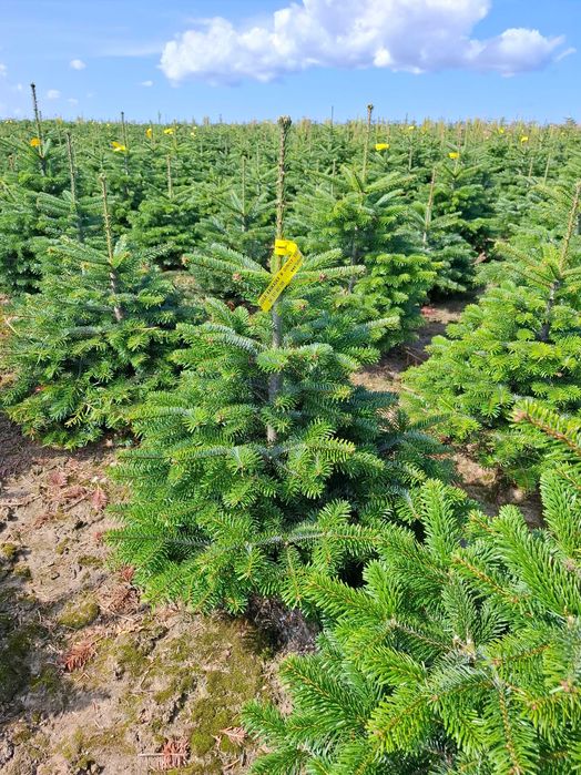 Jodła Kaukaska ukorzeniona rosnąca w donicy 100 - 150 - TuChoinki.pl