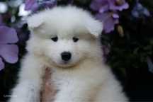 Samoyed dostepna suczka FCI SHINING WHITE STAR !