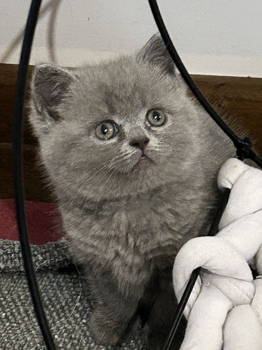 Kocię Brytyjskie, Kot Brytyjski - do rezerwacji