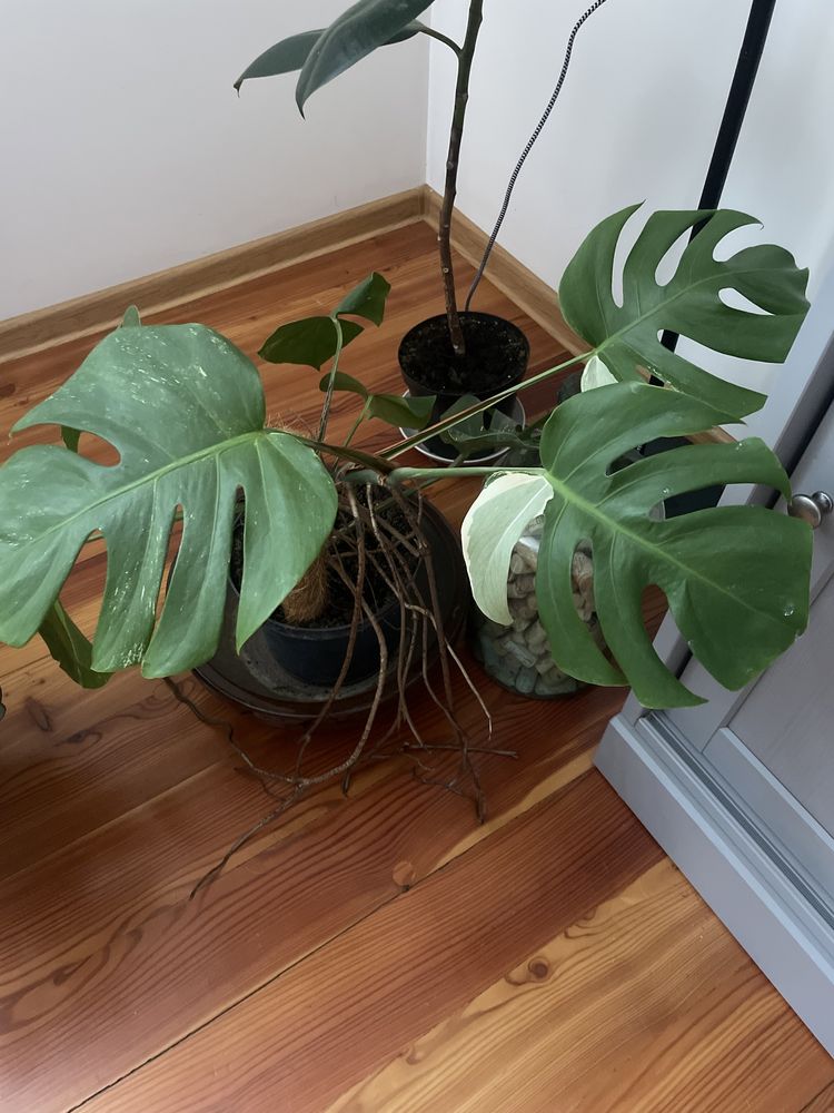 Monstera Variegata roślina ukorzeniona