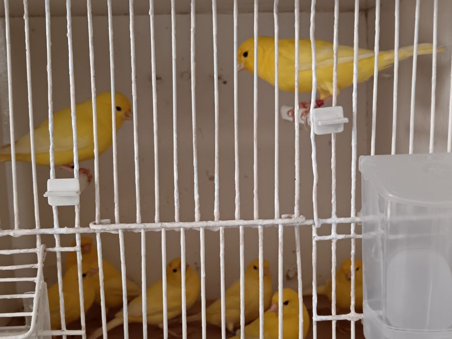 Canarios disponiveis