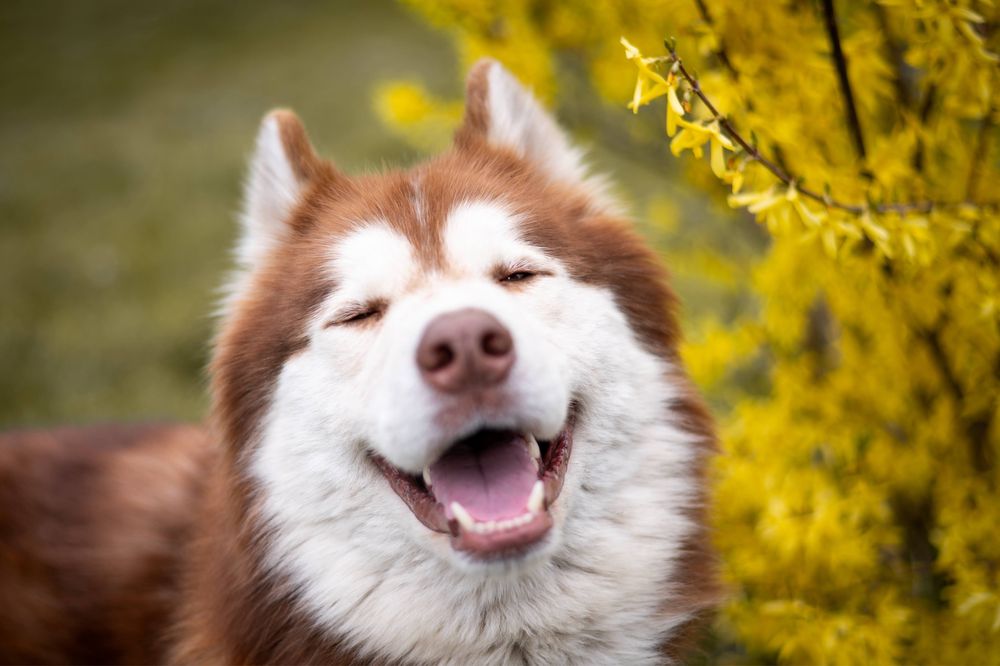 Rocky piękny husky/malamute szuka domu