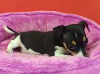 Jack Russell Terrier suczka numer 2