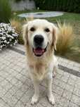 Oddam rocznego Golden Retrievera z rodowodem