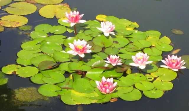 Nenufar Branco e Rosa ( Inverno e verao )