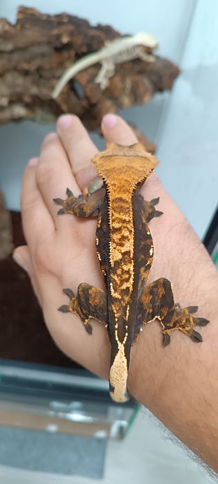 Gekon Orzęsiony samiec