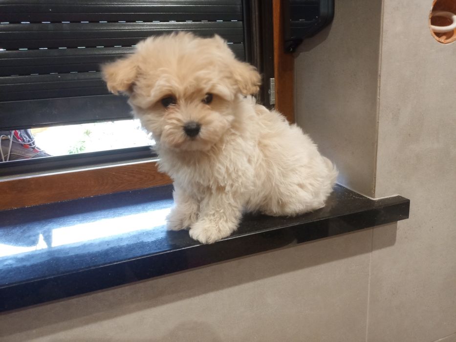 Maltipoo piesek miniaturka
