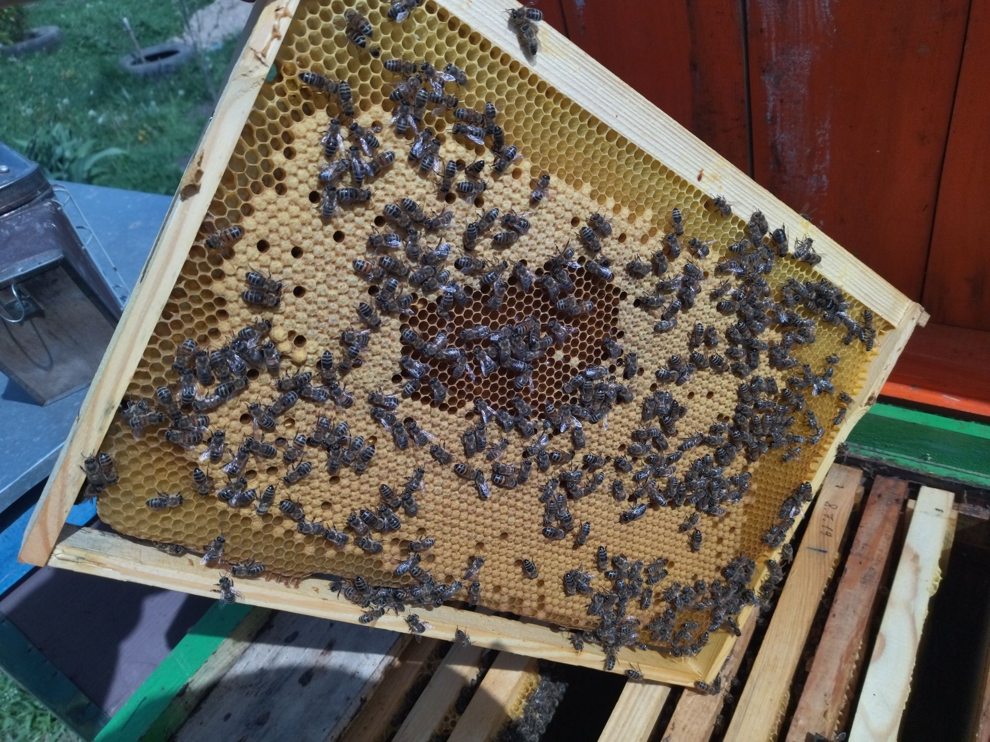 Бджолосімї з вуликами або без