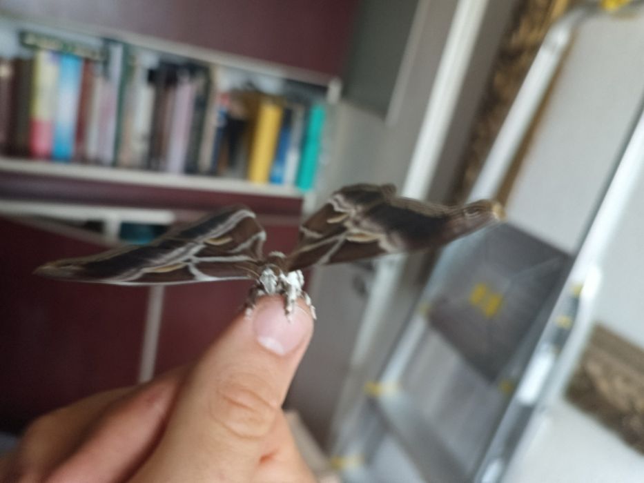 Samia Cynthia ricini zebra jajka larwy gąsienice ćma motyl