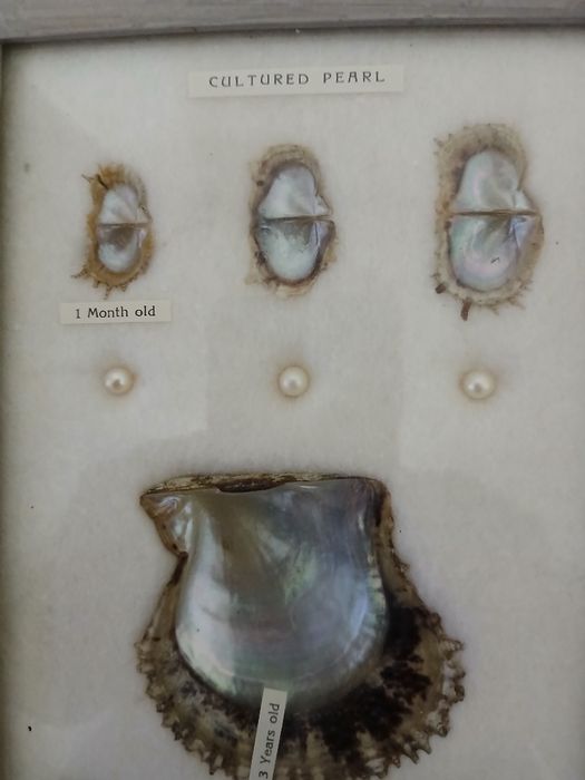 Caixa com Pérolas Cultivadas