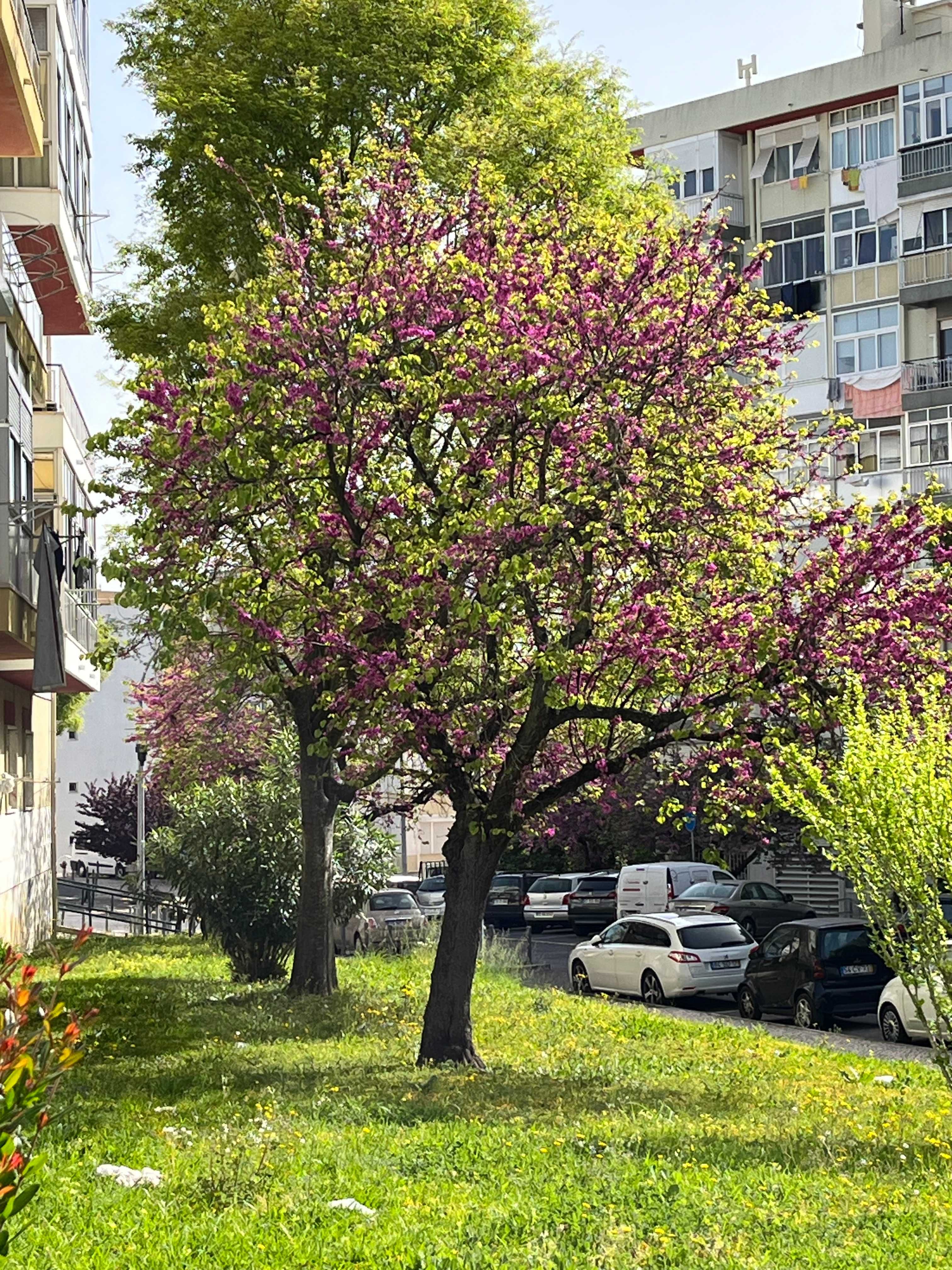 Arrendamento de quarto