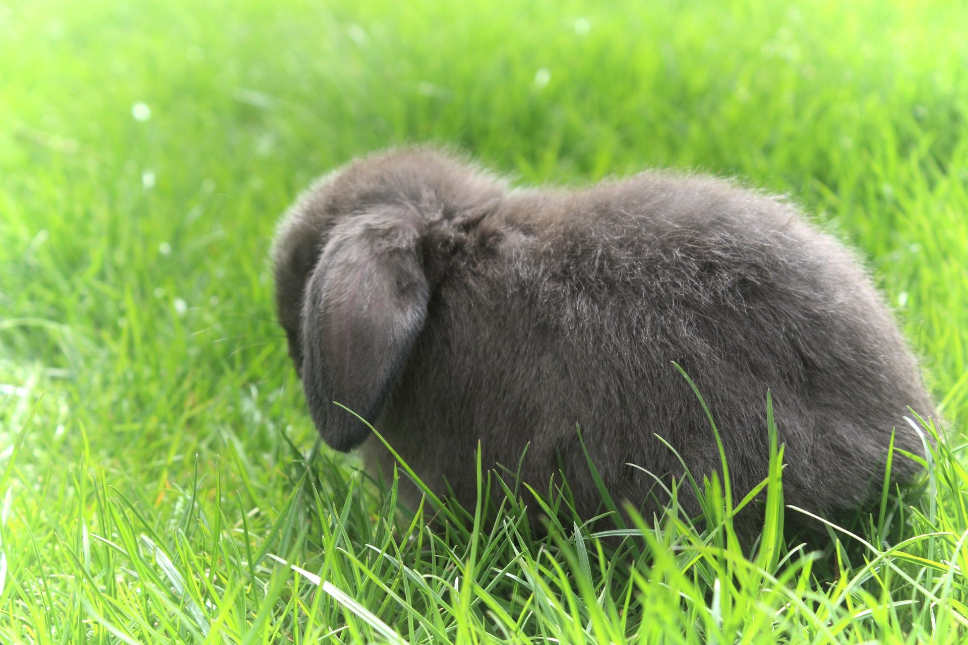 Mini lop króliki karzełek miniaturka