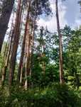Wycinka drzew, przycinanie drzew, rębak do gałęzi, frezowanie pni