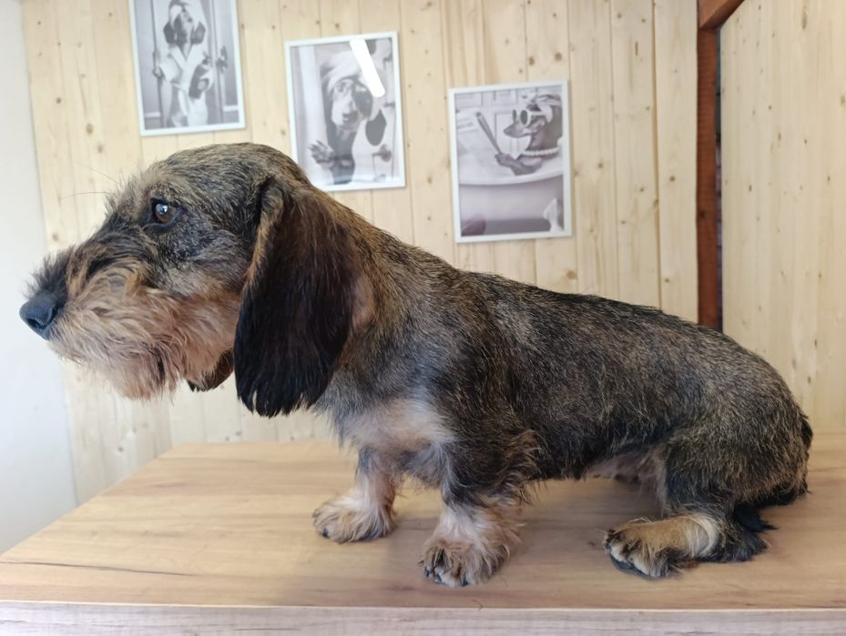 Suka jamnik szorstkowłosy standard