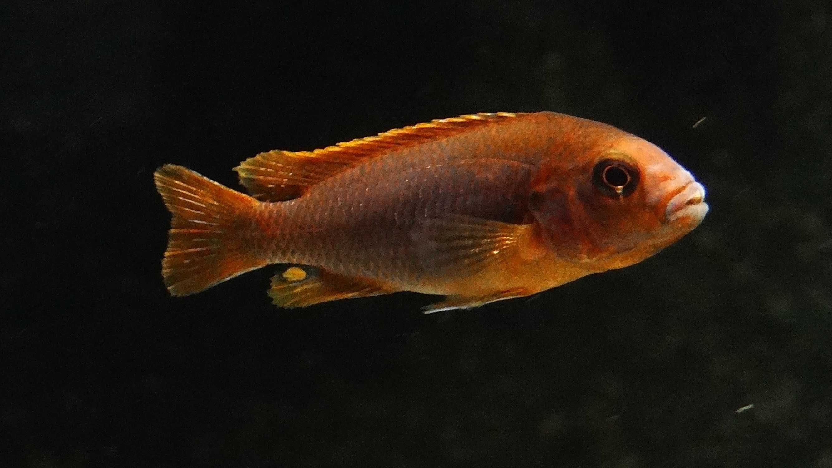 pyszczaki Iodotropheus sprengerae - Pyszczak rdzawy