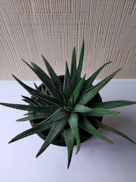 Хавортия Attenuata хавортия аттенуата