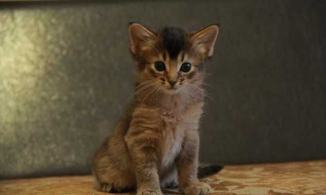 Абиссинские котята полу длиники