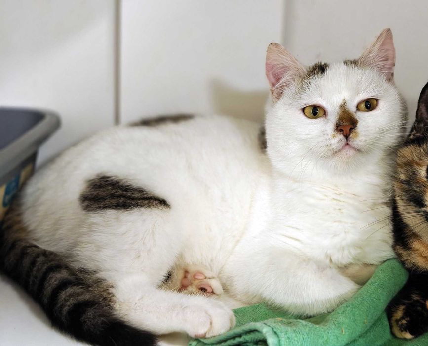 Чудовий ласкавий і ніжний котик-красунчик Нясік (6 міс.). Кастров. Кот